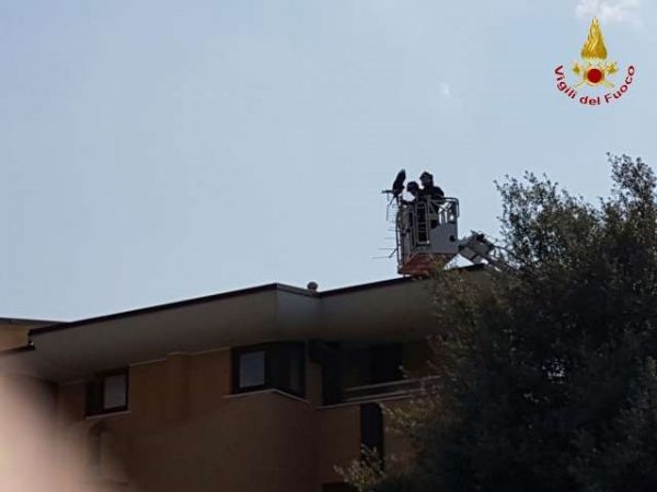 Vigili del Fuoco di Reggio Calabria salvano rapace